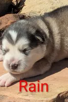 Rain, a male Alaskan Malamute for sale in Stillwater, OK – Photo 1 of 10