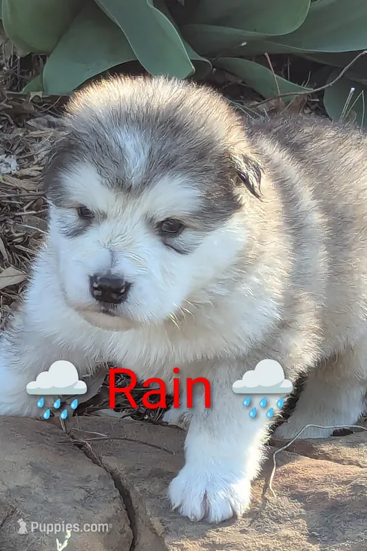Rain – Alaskan Malamute puppy for sale in Stillwater, OK