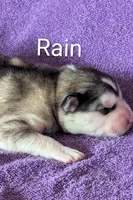 Rain, a male Alaskan Malamute for sale in Stillwater, OK – Photo 9 of 10