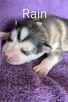 Rain, a male Alaskan Malamute for sale in Stillwater, OK – Photo 6 of 10