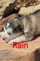 Rain, a male Alaskan Malamute for sale in Stillwater, OK – Photo 3 of 10