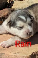 Rain, a male Alaskan Malamute for sale in Stillwater, OK – Photo 2 of 10