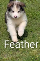 Feather, a male Alaskan Malamute for sale in Stillwater, OK – 5 of 8