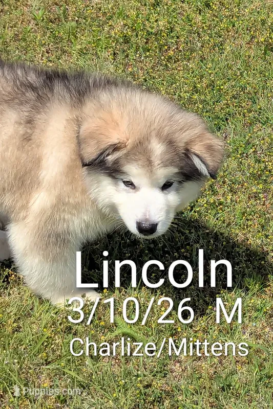 Lincoln – Alaskan Malamute puppy for sale in Stillwater, OK