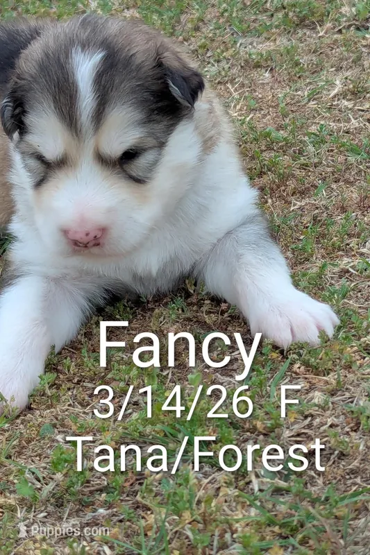 Fancy – Alaskan Malamute puppy for sale in Stillwater, OK