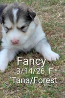 Fancy, a female Alaskan Malamute for sale in Stillwater, OK – Photo 1 of 5