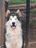 Fancy, a female Alaskan Malamute for sale in Stillwater, OK – Photo 5 of 5
