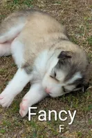 Fancy, a female Alaskan Malamute for sale in Stillwater, OK – Photo 3 of 5