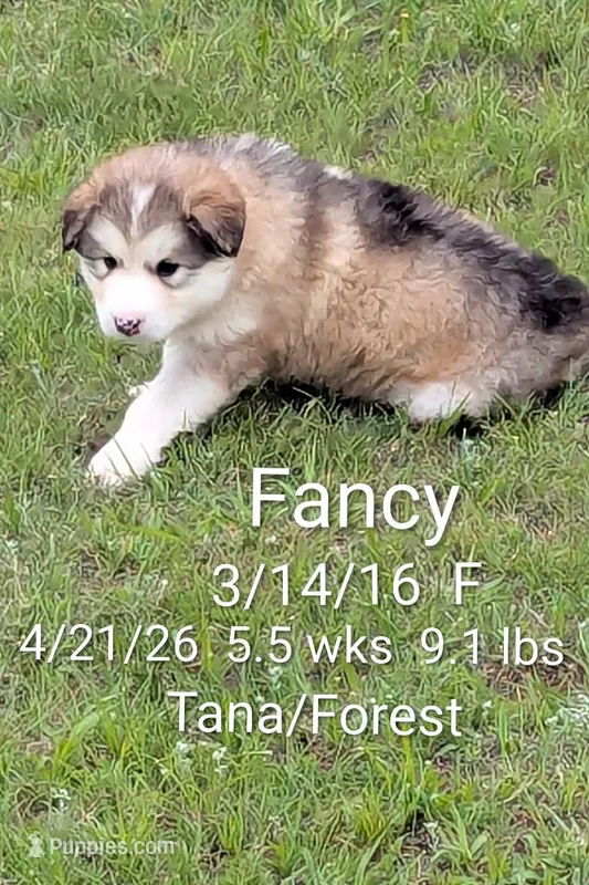 Fancy – Alaskan Malamute puppy for sale in Stillwater, OK