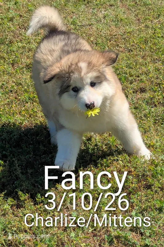 Fancy – Alaskan Malamute puppy for sale in Stillwater, OK