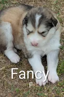 Fancy, a female Alaskan Malamute for sale in Stillwater, OK – Photo 2 of 5