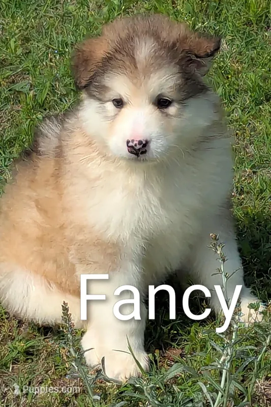 Fancy – Alaskan Malamute puppy for sale in Stillwater, OK