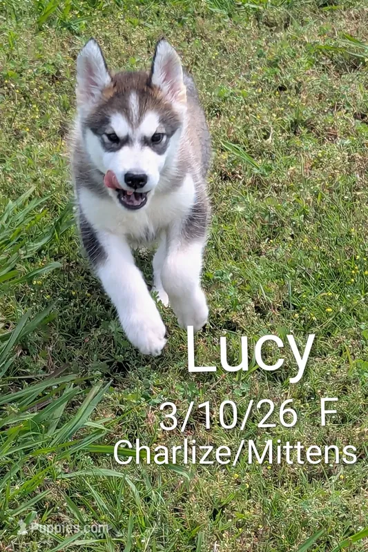 Lucy – Alaskan Malamute puppy for sale in Stillwater, OK