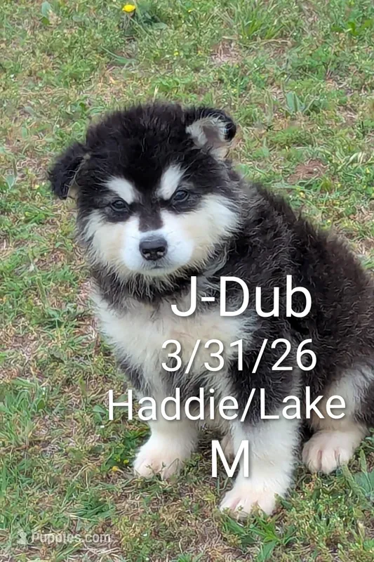 J-Dubb – Alaskan Malamute puppy for sale in Stillwater, OK