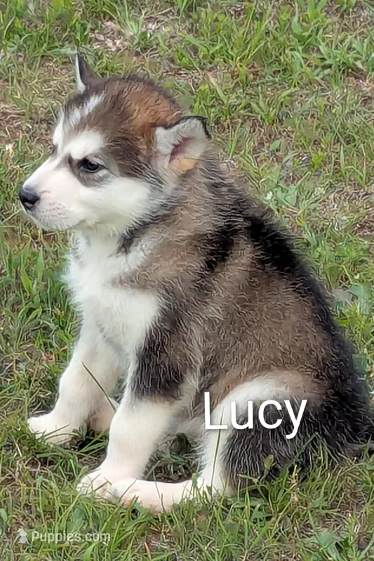 Lucy – Alaskan Malamute puppy for sale in Stillwater, OK