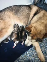 Lucy, a female Alaskan Malamute for sale in Stillwater, OK – Photo 4 of 5