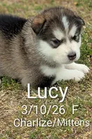 Lucy, a female Alaskan Malamute for sale in Stillwater, OK – Photo 2 of 5