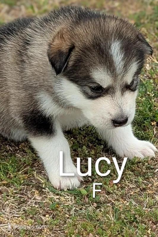Lucy – Alaskan Malamute puppy for sale in Stillwater, OK