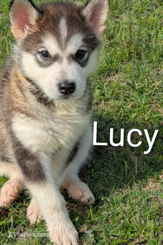 Lucy – Alaskan Malamute puppy for sale in Stillwater, OK