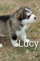 Lucy, a female Alaskan Malamute for sale in Stillwater, OK – Photo 3 of 5