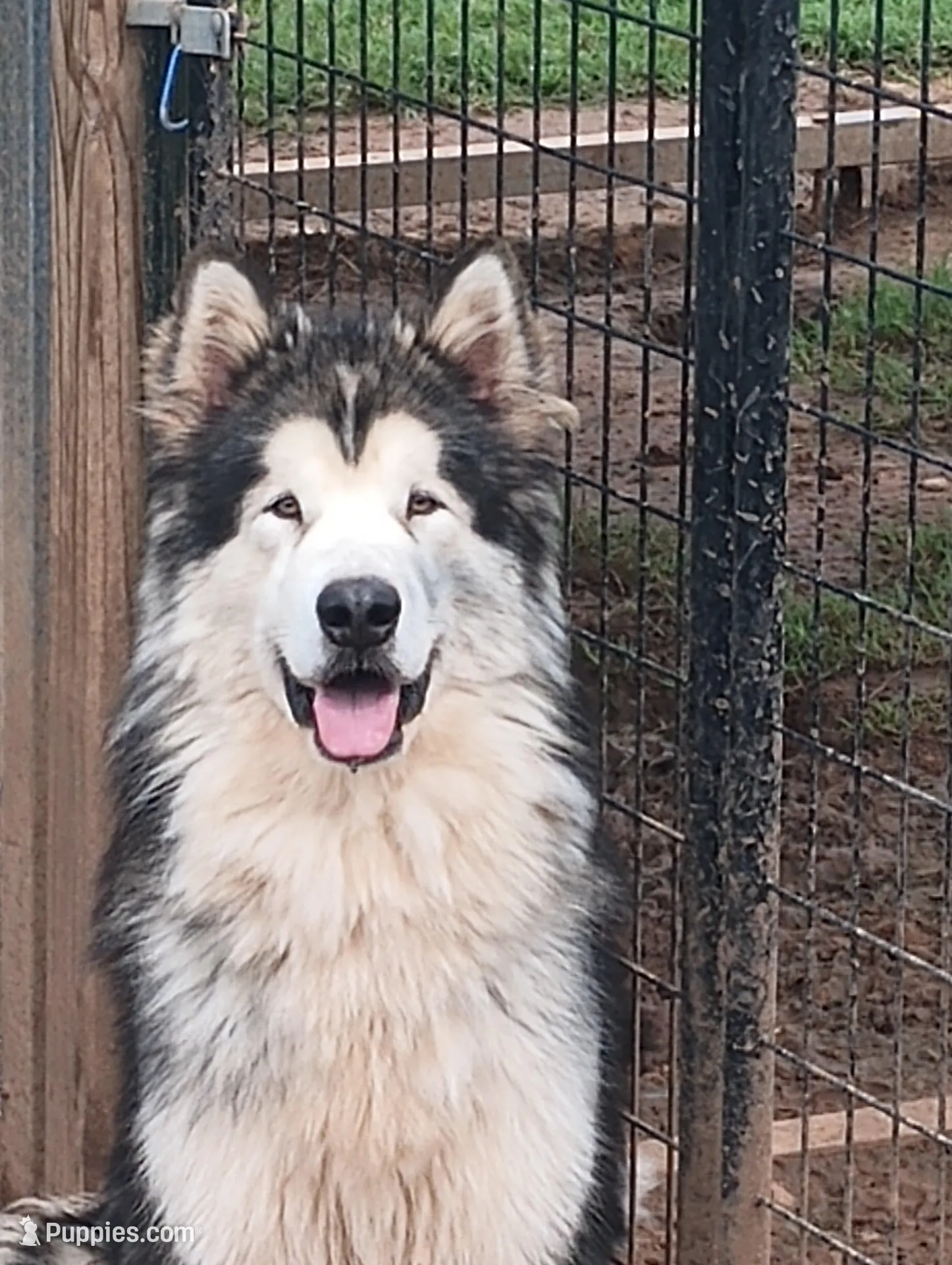 Flower, a  Alaskan Malamute for sale in Stillwater, OK – Photo 5 of 5