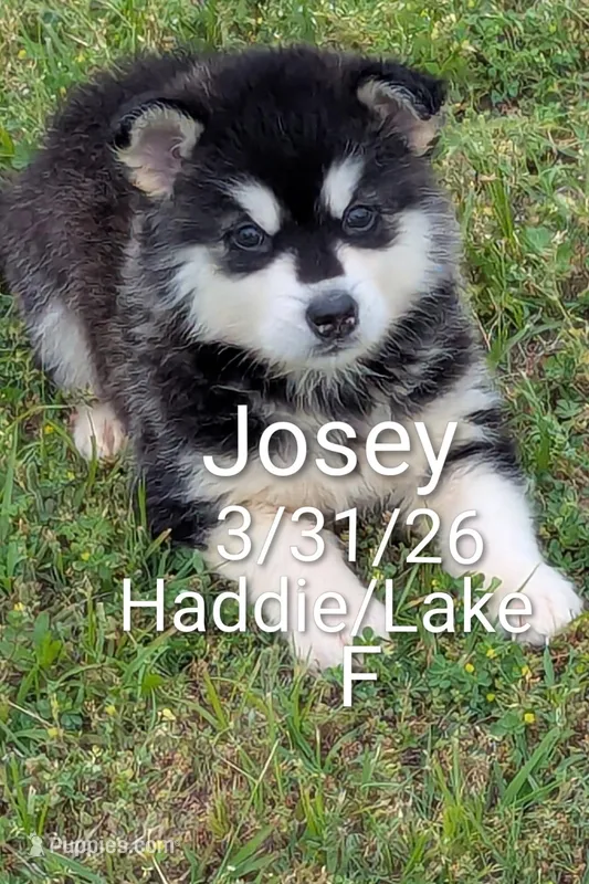 Josey – Alaskan Malamute puppy for sale in Stillwater, OK