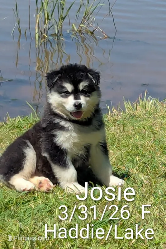 Josey – Alaskan Malamute puppy for sale in Stillwater, OK