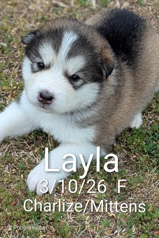 Layla – Alaskan Malamute puppy for sale in Stillwater, OK
