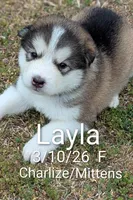 Layla, a female Alaskan Malamute for sale in Stillwater, OK – Photo 1 of 5