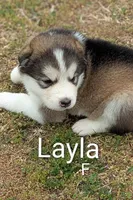 Layla, a female Alaskan Malamute for sale in Stillwater, OK – Photo 3 of 5