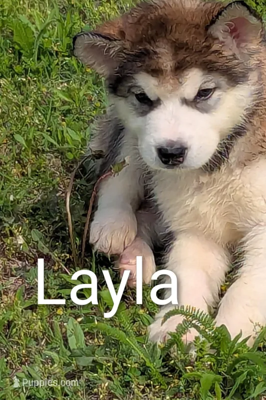 Layla – Alaskan Malamute puppy for sale in Stillwater, OK