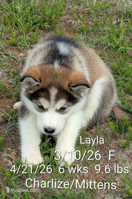 Layla – Alaskan Malamute puppy for sale in Stillwater, OK