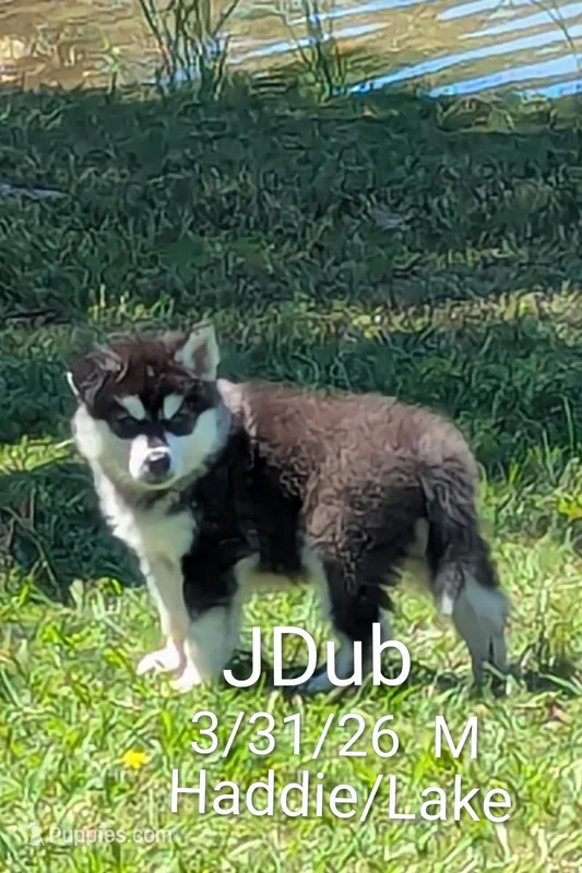 J-Dubb – Alaskan Malamute puppy for sale in Stillwater, OK