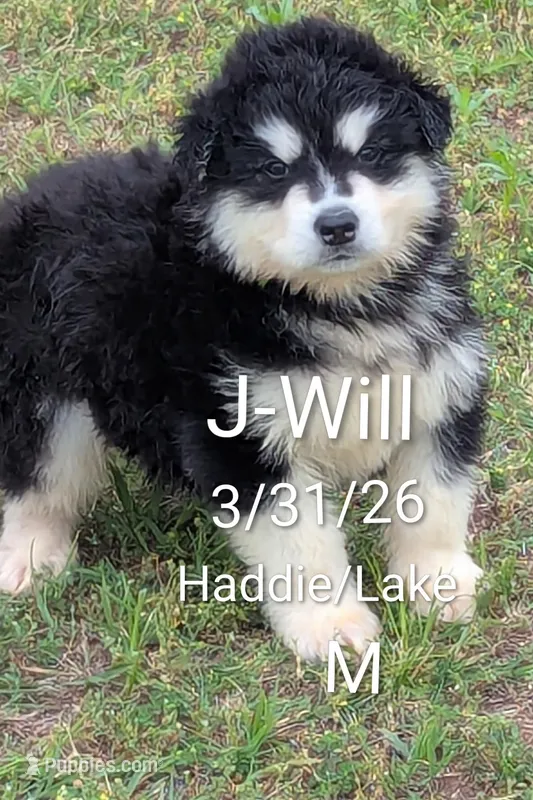 J-Will – Alaskan Malamute puppy for sale in Stillwater, OK