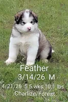 Feather, a male Alaskan Malamute for sale in Stillwater, OK – 6 of 8