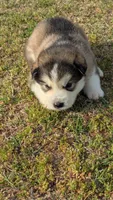 Leto, a male Alaskan Malamute for sale in Stillwater, OK – Photo 4 of 7