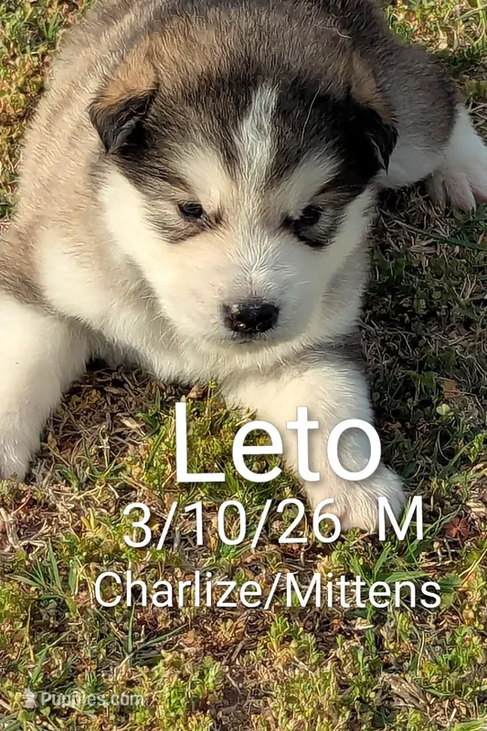 Leto – Alaskan Malamute puppy for sale in Stillwater, OK