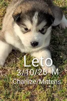 Leto, a male Alaskan Malamute for sale in Stillwater, OK – Photo 1 of 7