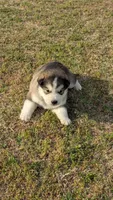 Leto, a male Alaskan Malamute for sale in Stillwater, OK – Photo 5 of 7