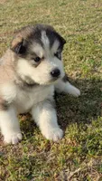 Leto, a male Alaskan Malamute for sale in Stillwater, OK – Photo 3 of 7