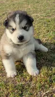 Leto, a male Alaskan Malamute for sale in Stillwater, OK – Photo 2 of 7