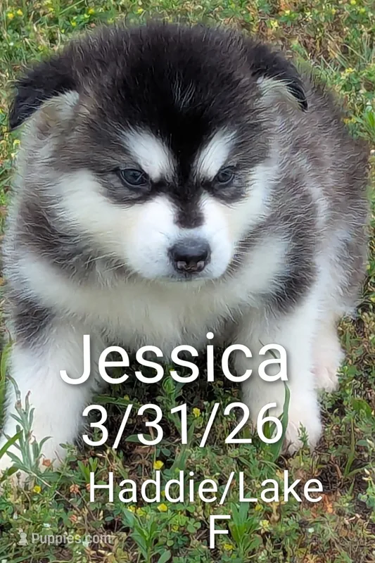 Jessica  – Alaskan Malamute puppy for sale in Stillwater, OK