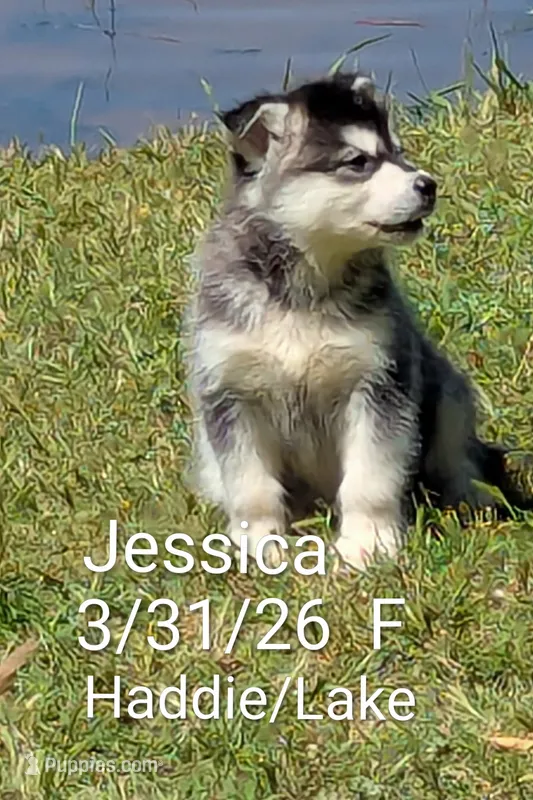 Jessica  – Alaskan Malamute puppy for sale in Stillwater, OK