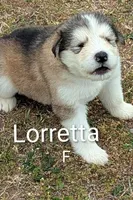 Lortetta , a female Alaskan Malamute for sale in Stillwater, OK – Photo 2 of 5
