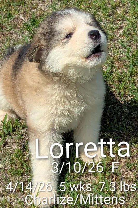 Lortetta  – Alaskan Malamute puppy for sale in Stillwater, OK