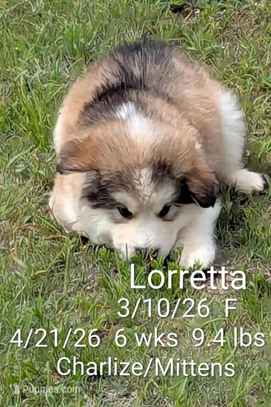 Lortetta  – Alaskan Malamute puppy for sale in Stillwater, OK
