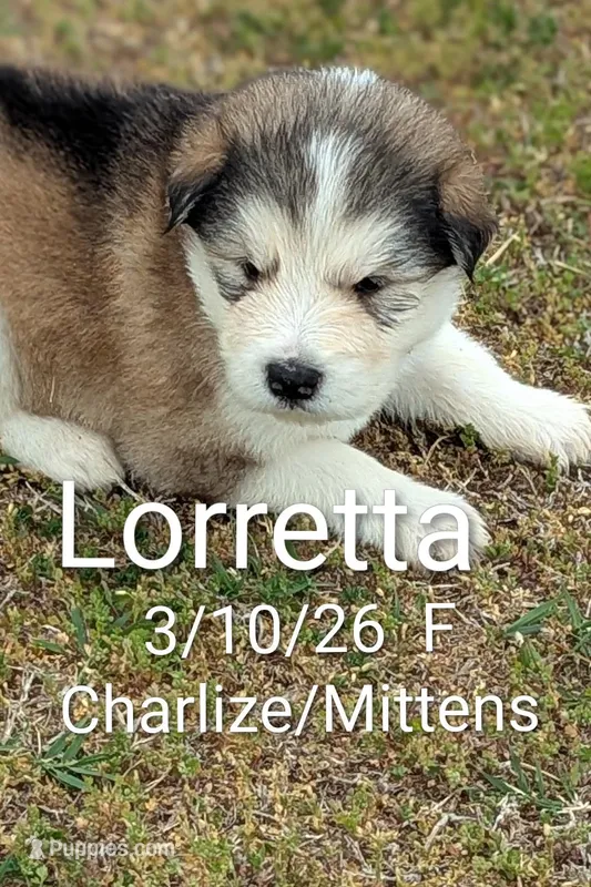 Lortetta  – Alaskan Malamute puppy for sale in Stillwater, OK
