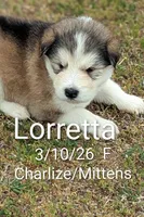 Lortetta , a female Alaskan Malamute for sale in Stillwater, OK – Photo 1 of 5