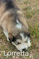 Lortetta , a female Alaskan Malamute for sale in Stillwater, OK – Photo 3 of 5