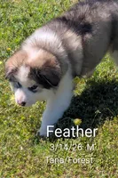 Feather, a male Alaskan Malamute for sale in Stillwater, OK – 3 of 8